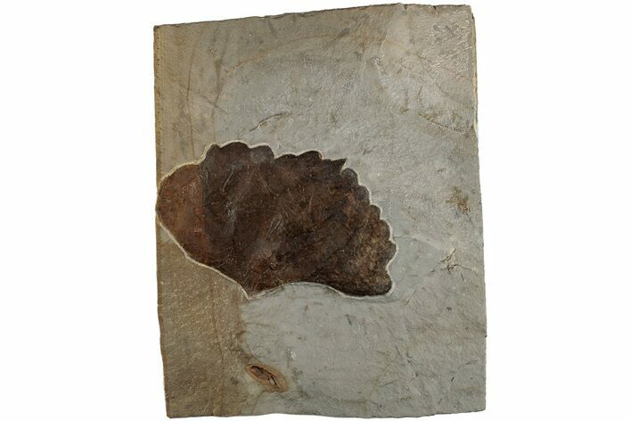 Fossil Leaf (Zizyphoides) - Montana #199546
